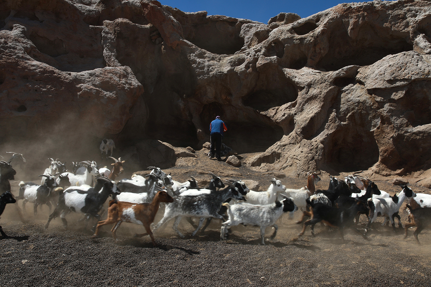 Surviving the White Gold rush in the Lithium triangle