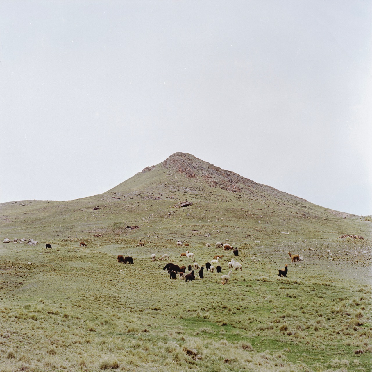Groß (4 - El Nevado - Alejandra Orosco 04 - b2623e49-2c49-472b-a820-d6db34a58e60).jpeg