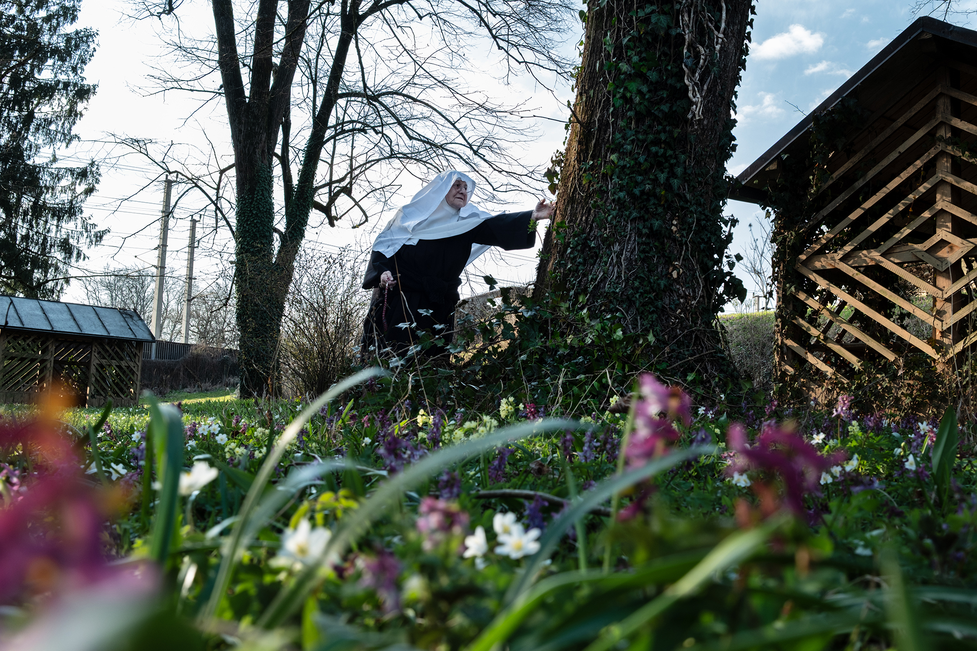 3 - Ivy-Clad Linden - fb096d08-8469-4764-9316-abd7992c9b01.jpg