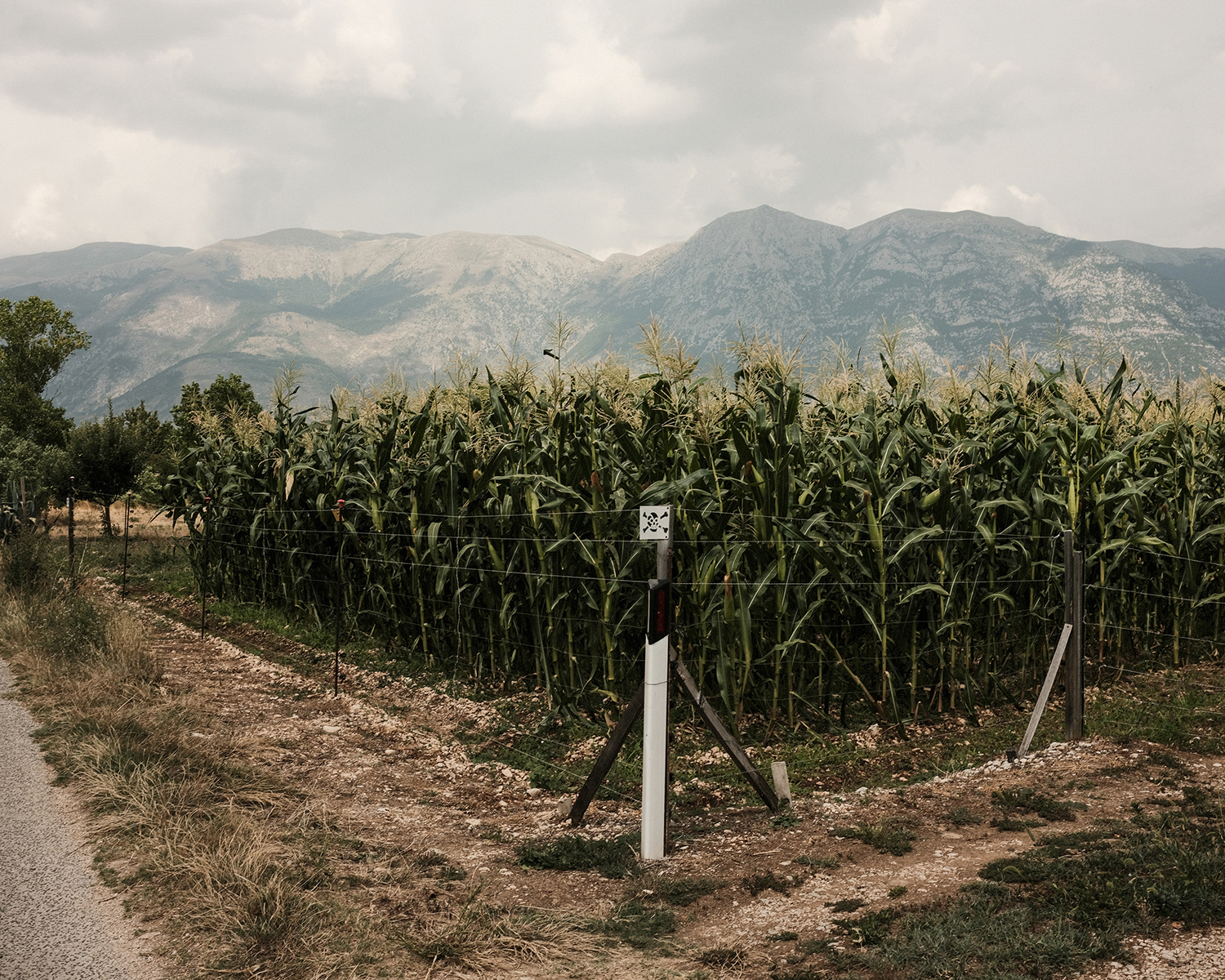 Green Veins of Europe - Ecocorridors and the European Green Deal