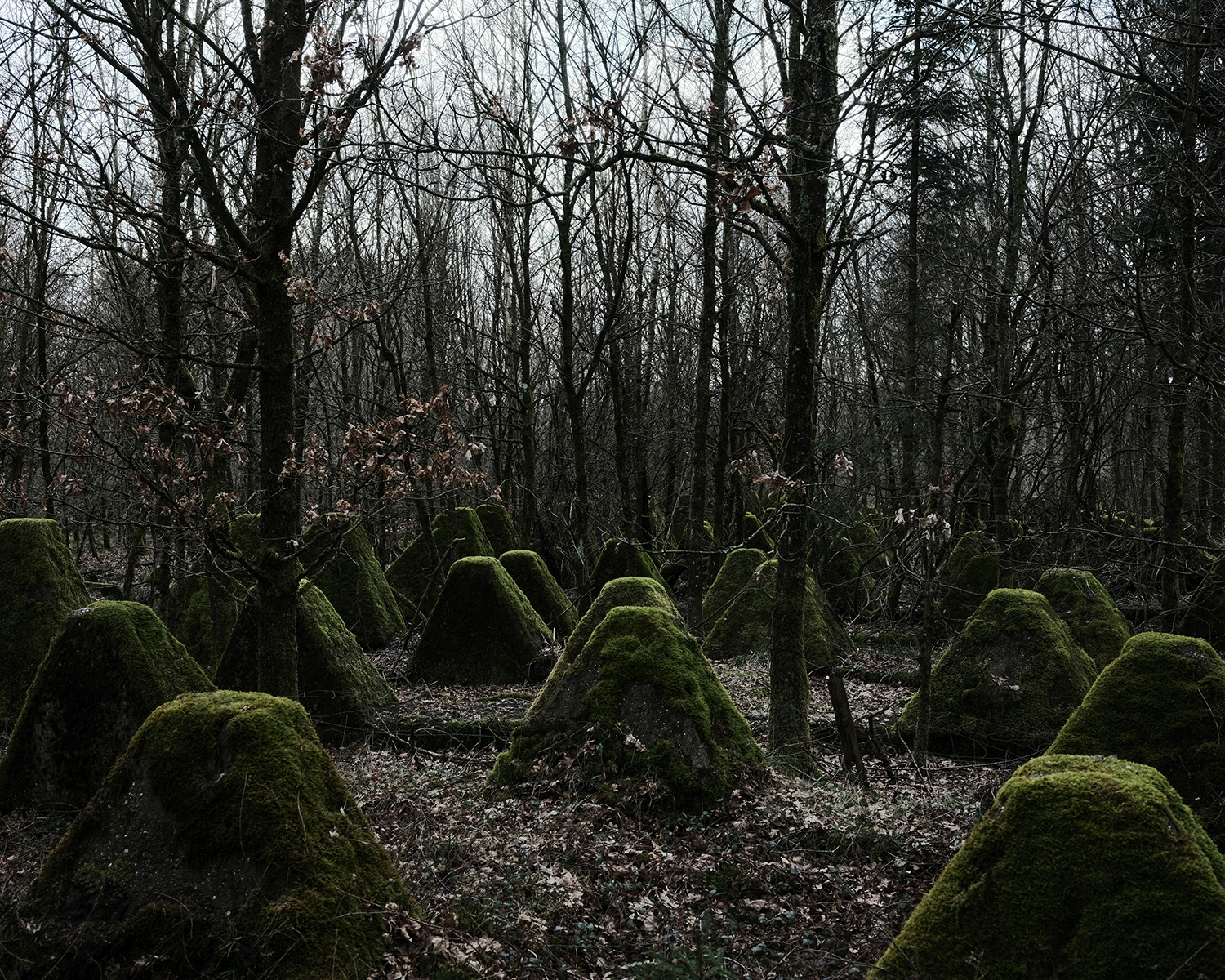 Green Veins of Europe - Ecocorridors and the European Green Deal