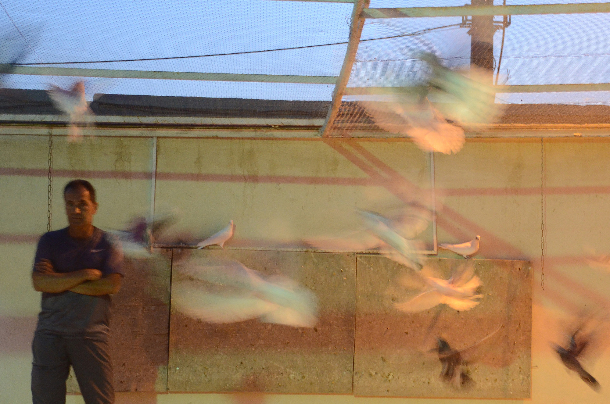 Pigeon Racing