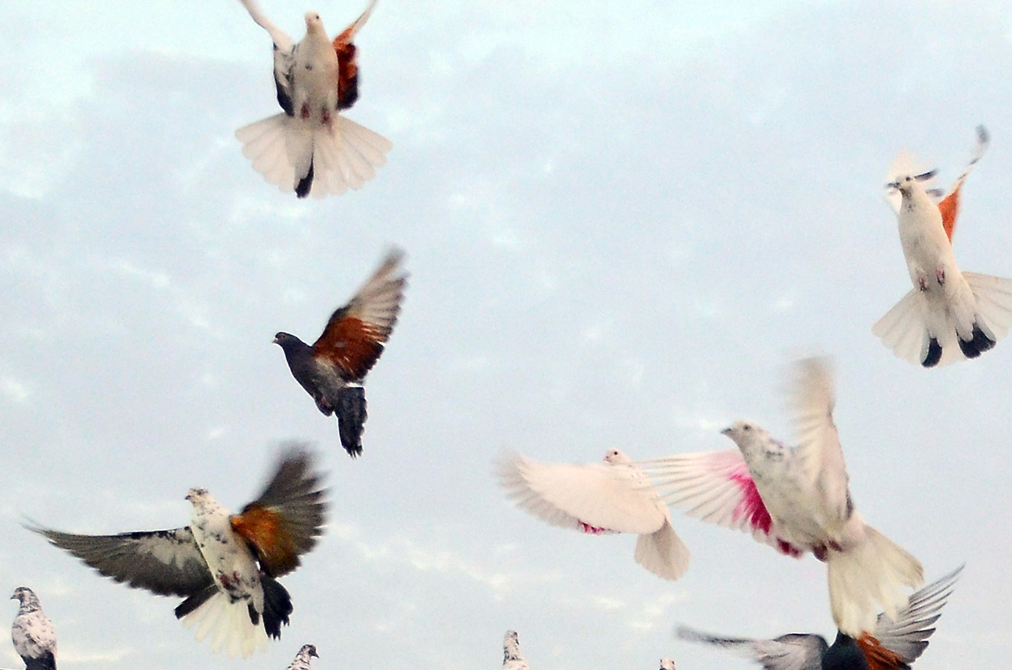 Pigeon Racing