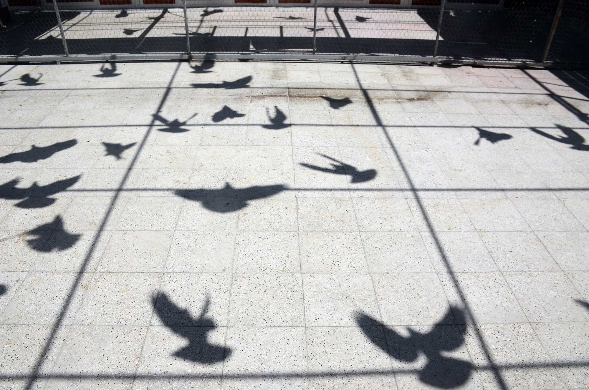 Pigeon Racing