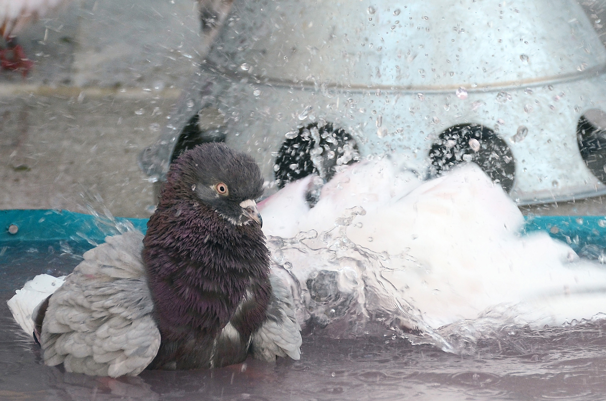 Pigeon Racing