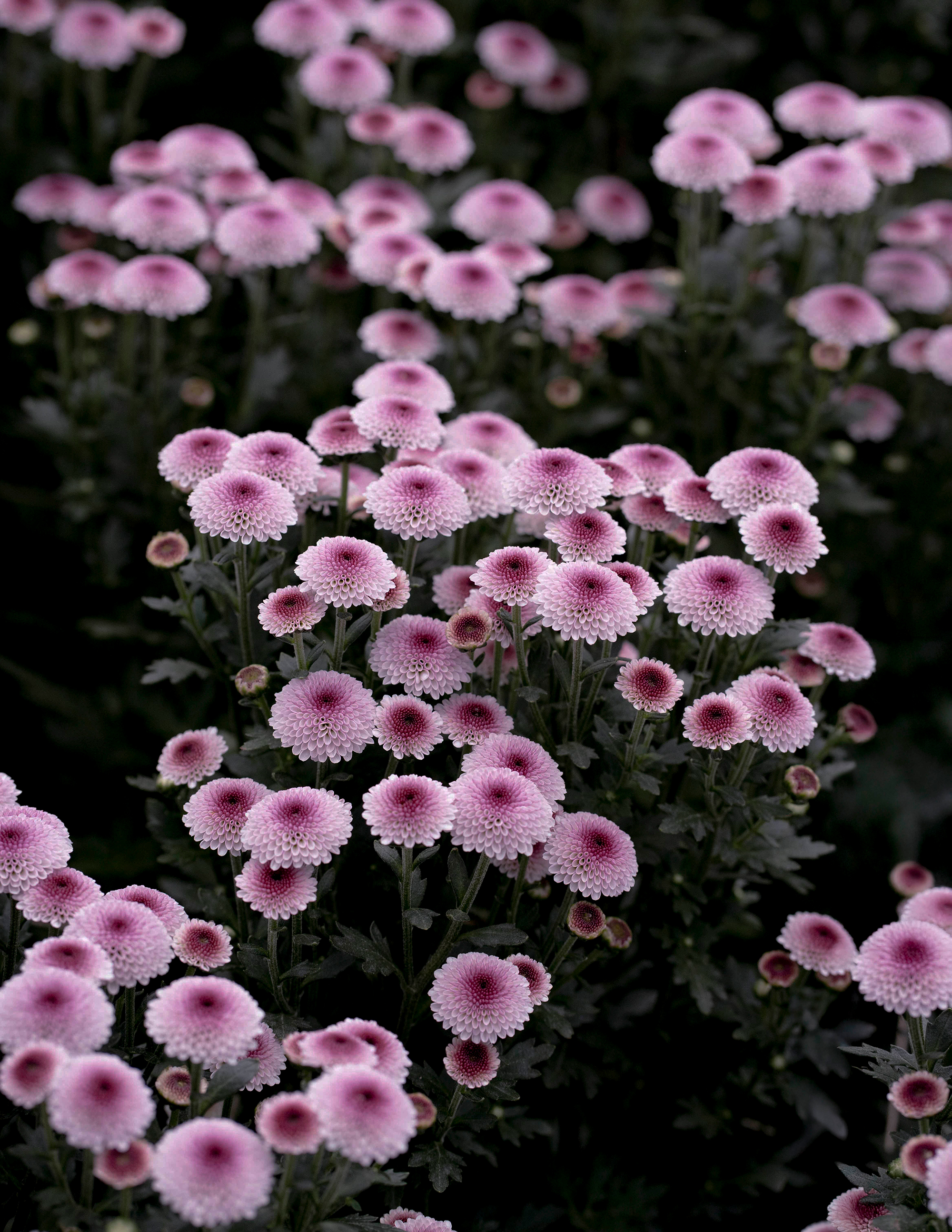 3 - Flowers of Evil - b31c9210-289f-44cc-a845-df1fa56a0395.jpg