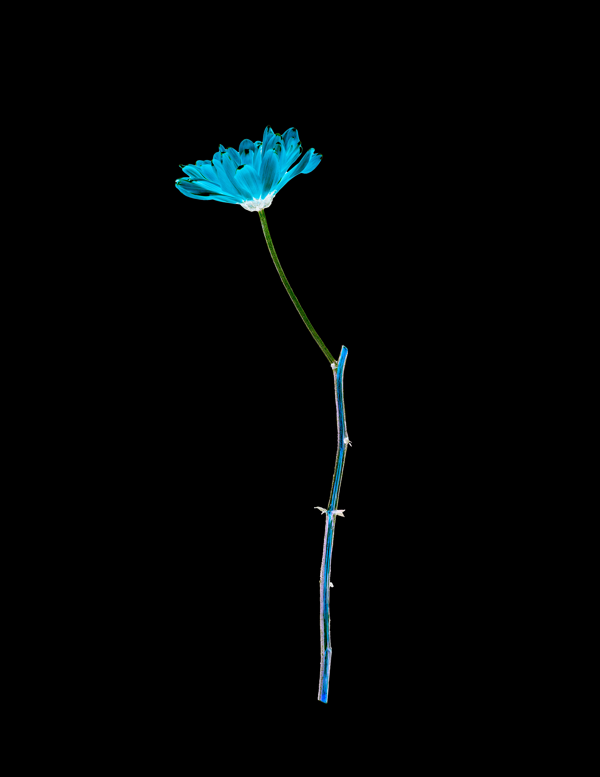 8 - Flowers of Evil - 881bf5d6-8199-48b5-807d-9c589fab7a2c.jpg