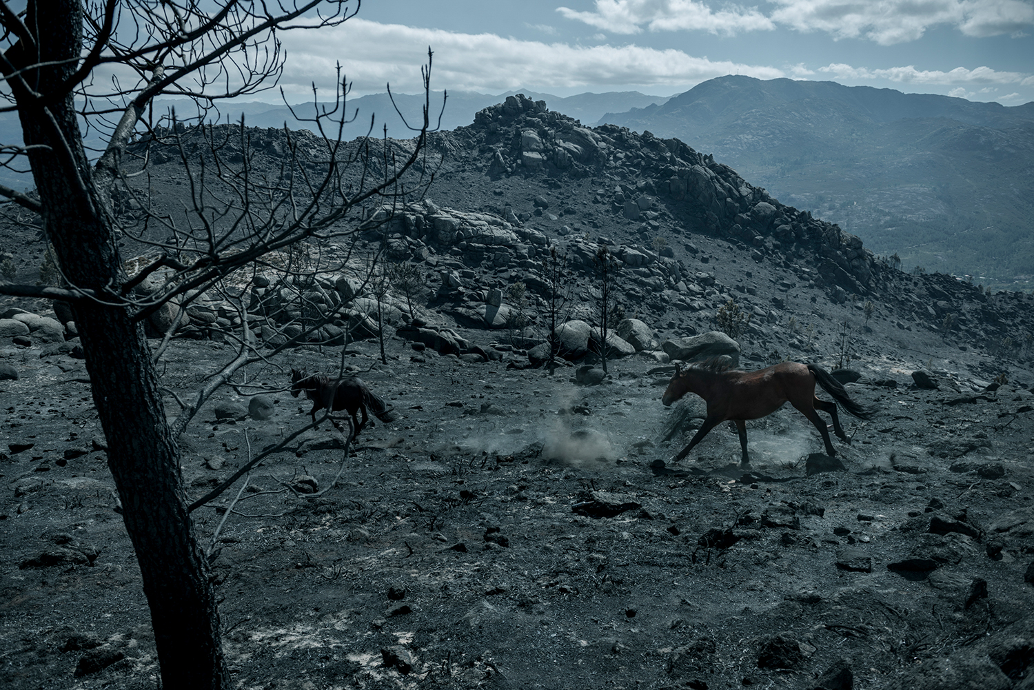 5 - Burned Land_15 - 7af56658-8b5f-4036-a049-a1581ea37f7e.jpg