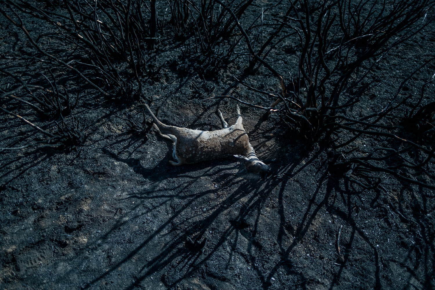 6 - Burned Land_16 - a9057a8b-ad1b-4fb3-82bf-00a180709346.jpg