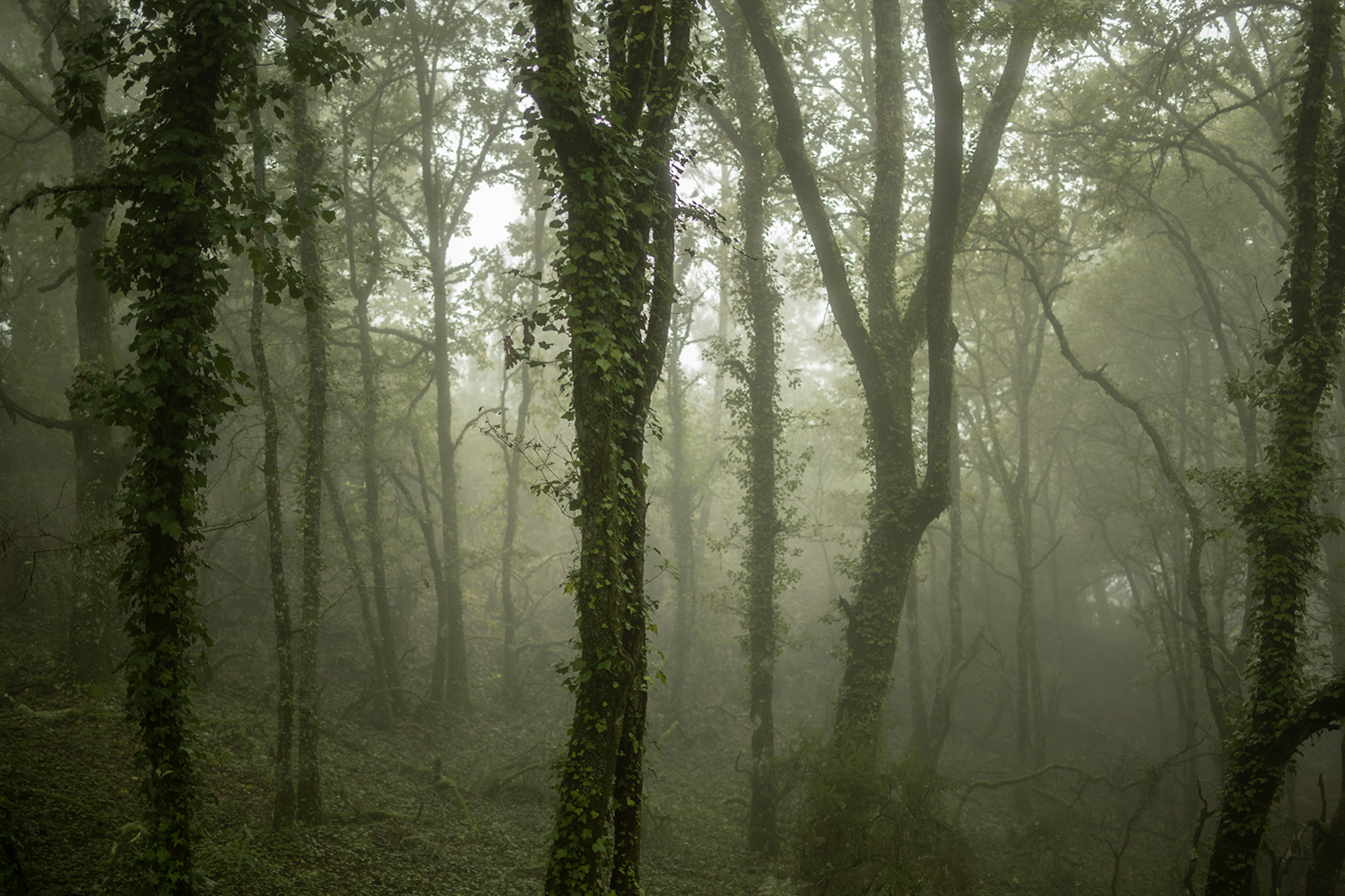 1 - Burned Land_1 - 5d898615-0a78-4121-bd92-70c9f1ee4f5e.jpg