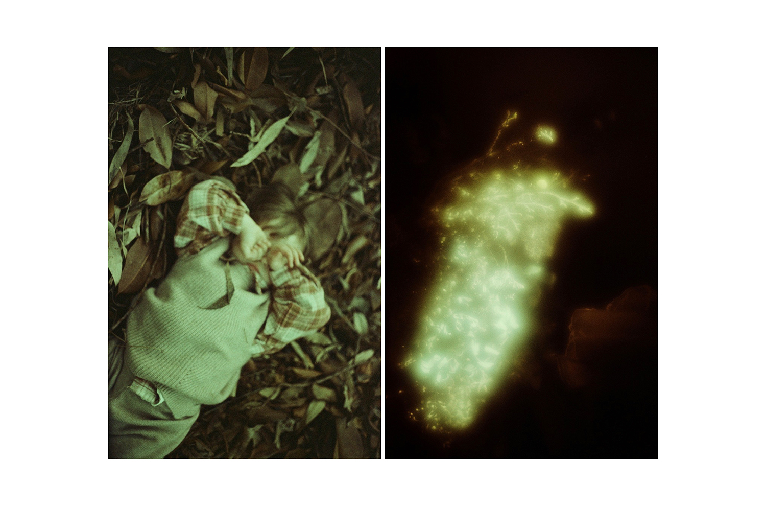 1 - Daniela Balestrin - Your gaze is green.001 - 7eee7e7e-8f2e-4217-b922-611c9dcc0fc8.jpg