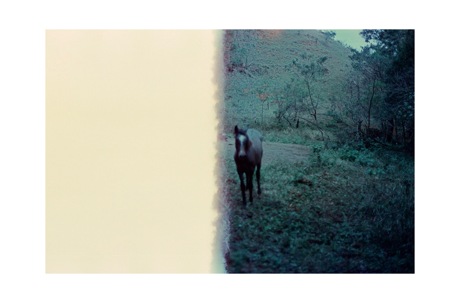 5 - Daniela Balestrin - Your gaze is green.005 - 331615f9-b472-47f2-a0f7-d08a278add3c.jpg