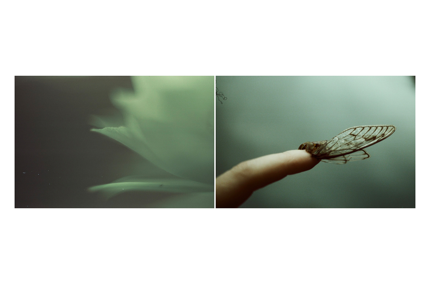 4 - Daniela Balestrin - Your gaze is green.004 - c19388d6-58dd-46f1-b055-be2b39a0ef0a.jpg