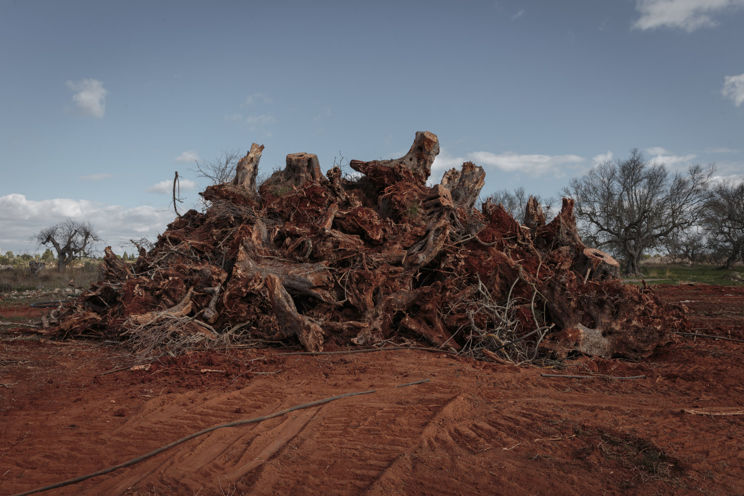 Lost Roots