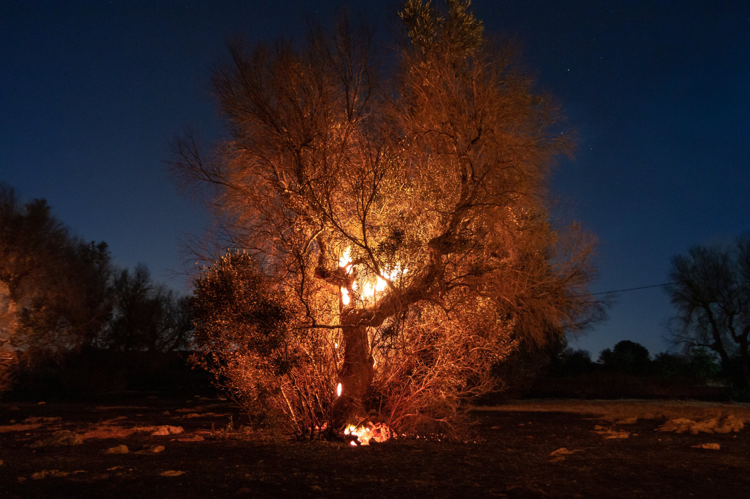 Lost Roots