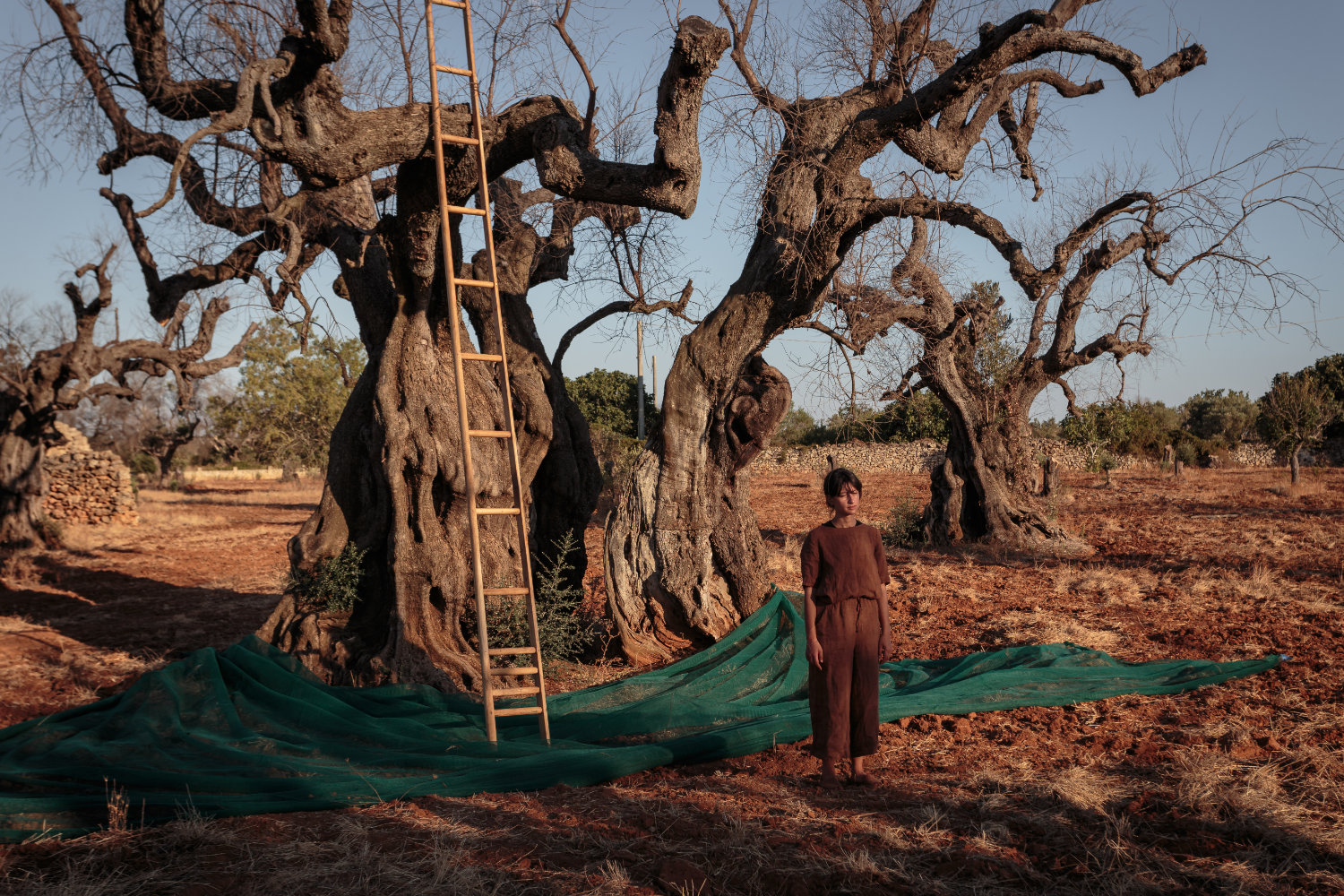 Lost Roots