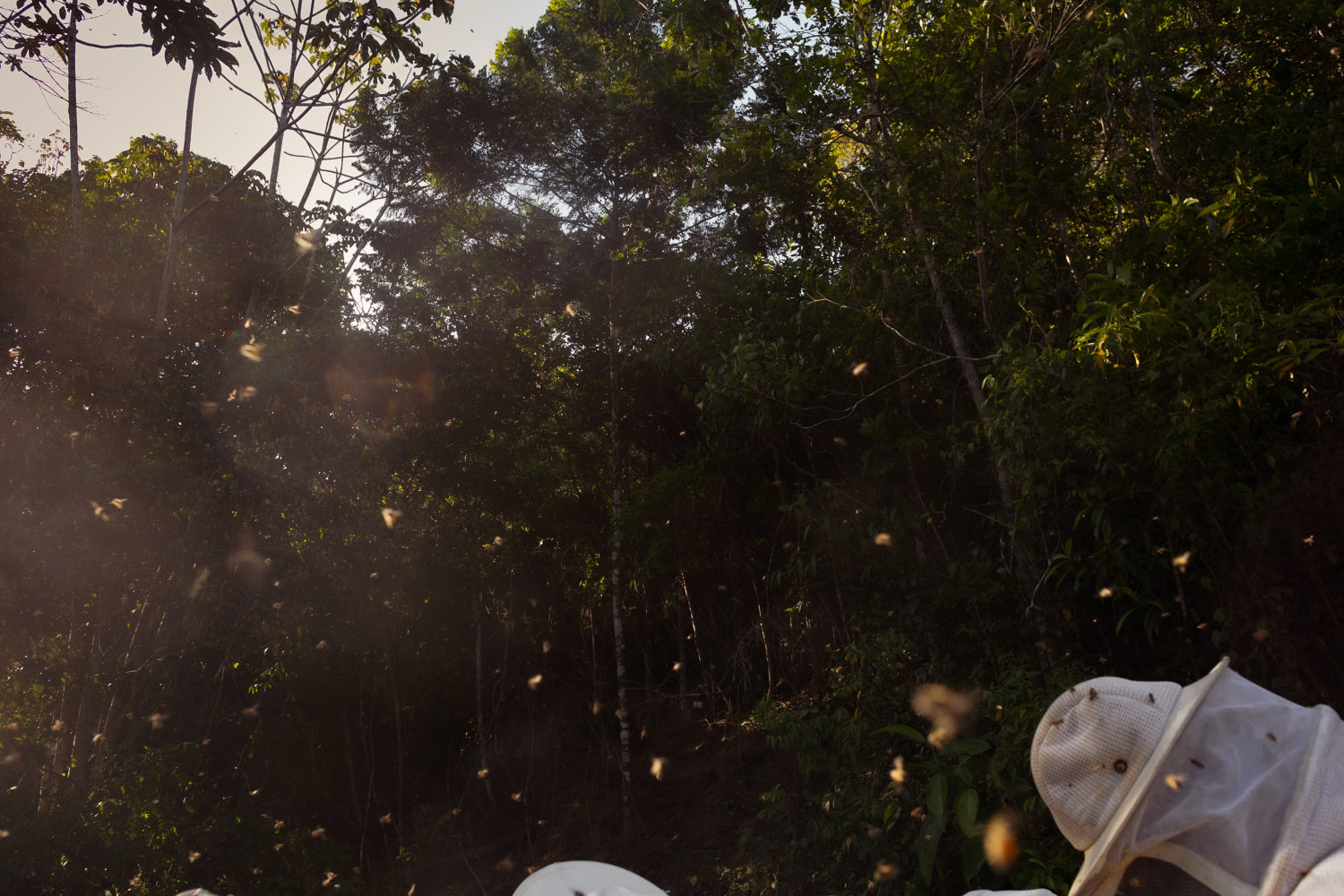 Beekeepers