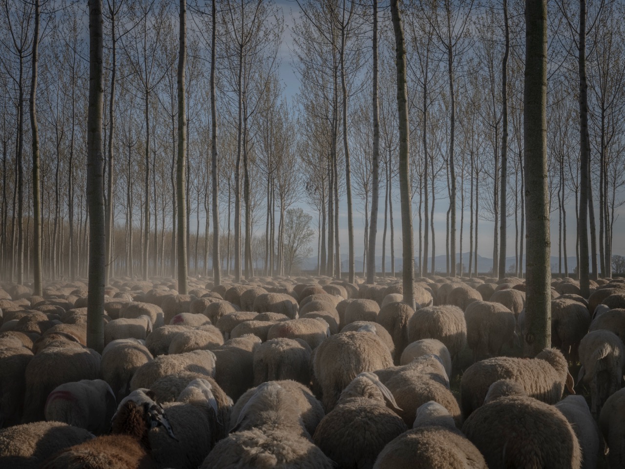 Groß (7 - Elegy from Po valley-7 - 7b784010-9d3e-4d28-ac64-e148b90b9e86).jpeg