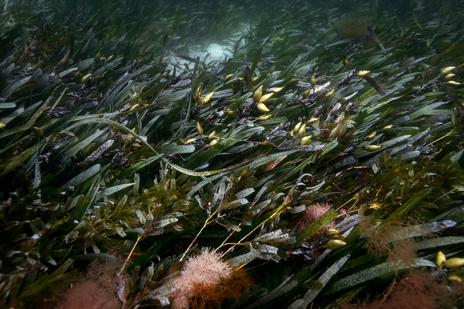 Symbiosis