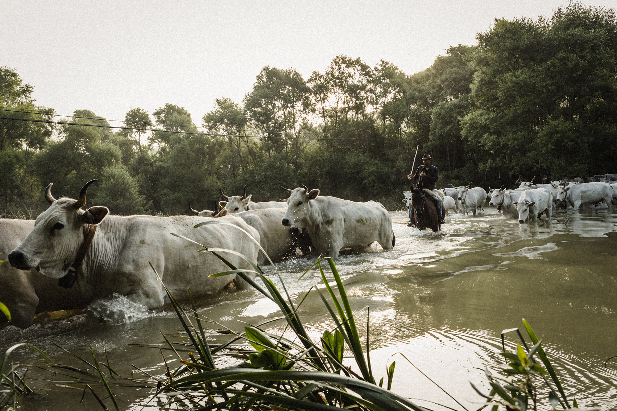 The last transhumance