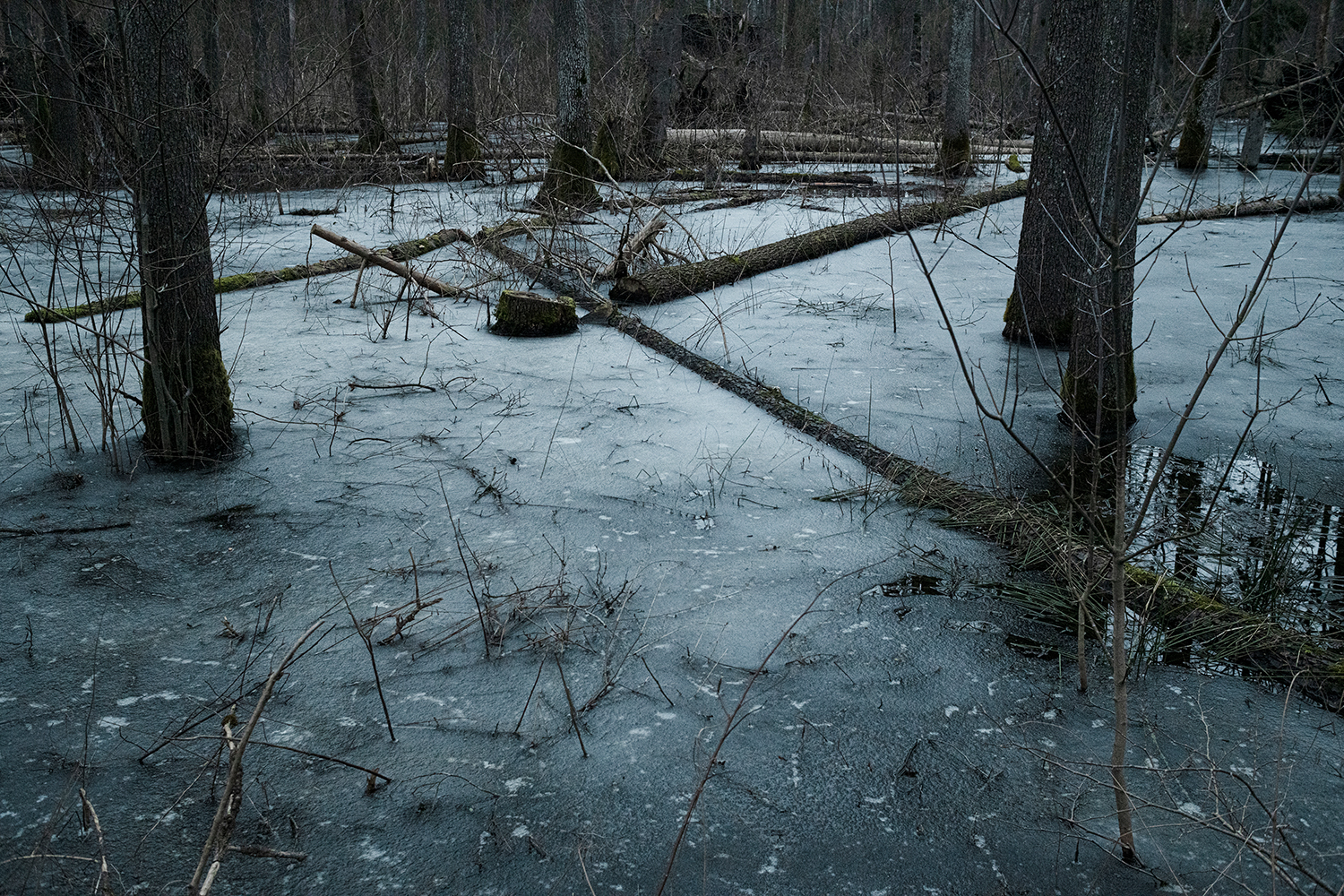 10 - TheJungle_010 - ef1e621a-6816-4474-b154-00724e821647.jpg