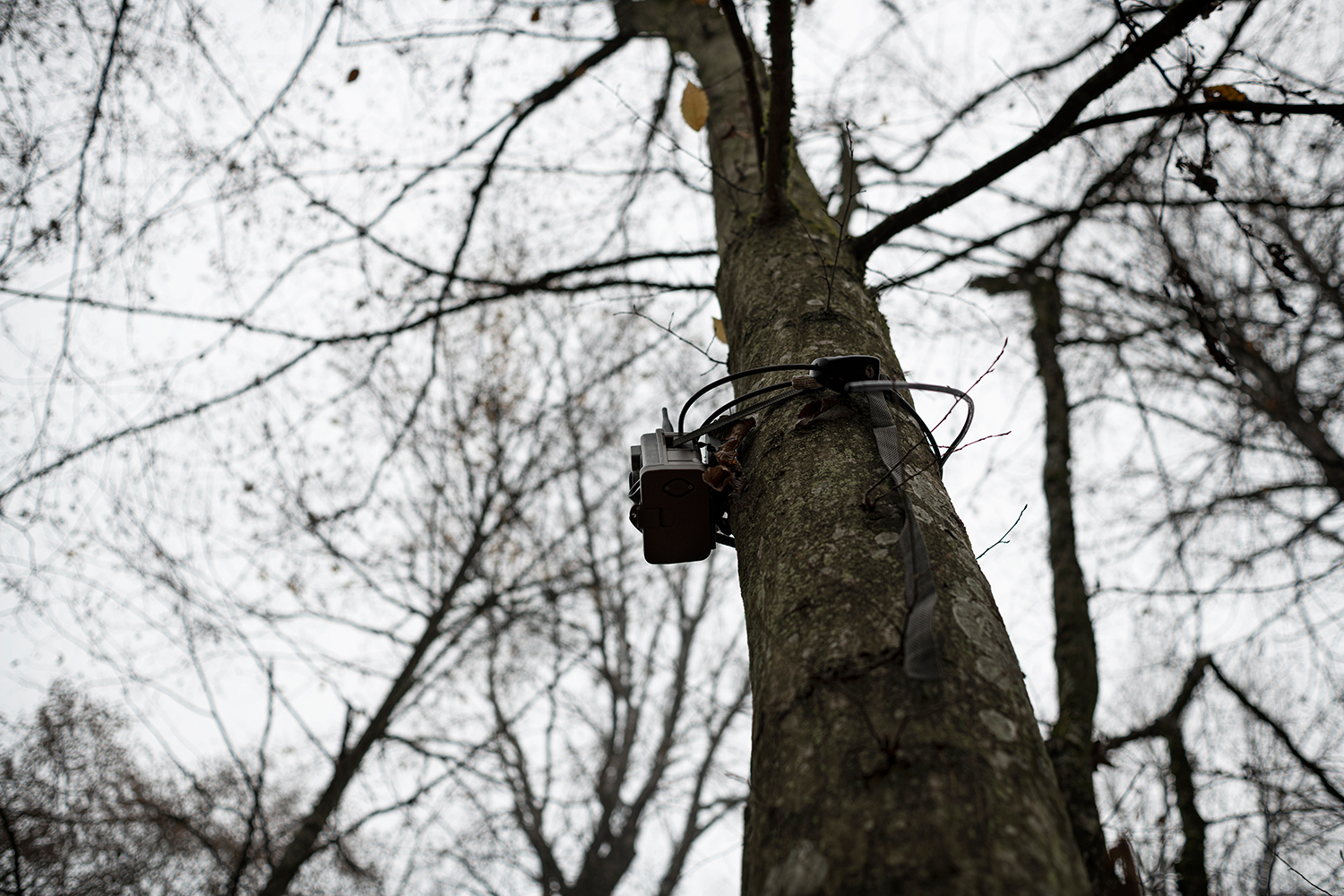 2 - TheJungle_002 - 77eb333c-288c-4fdf-a75a-a605302522e7.jpg