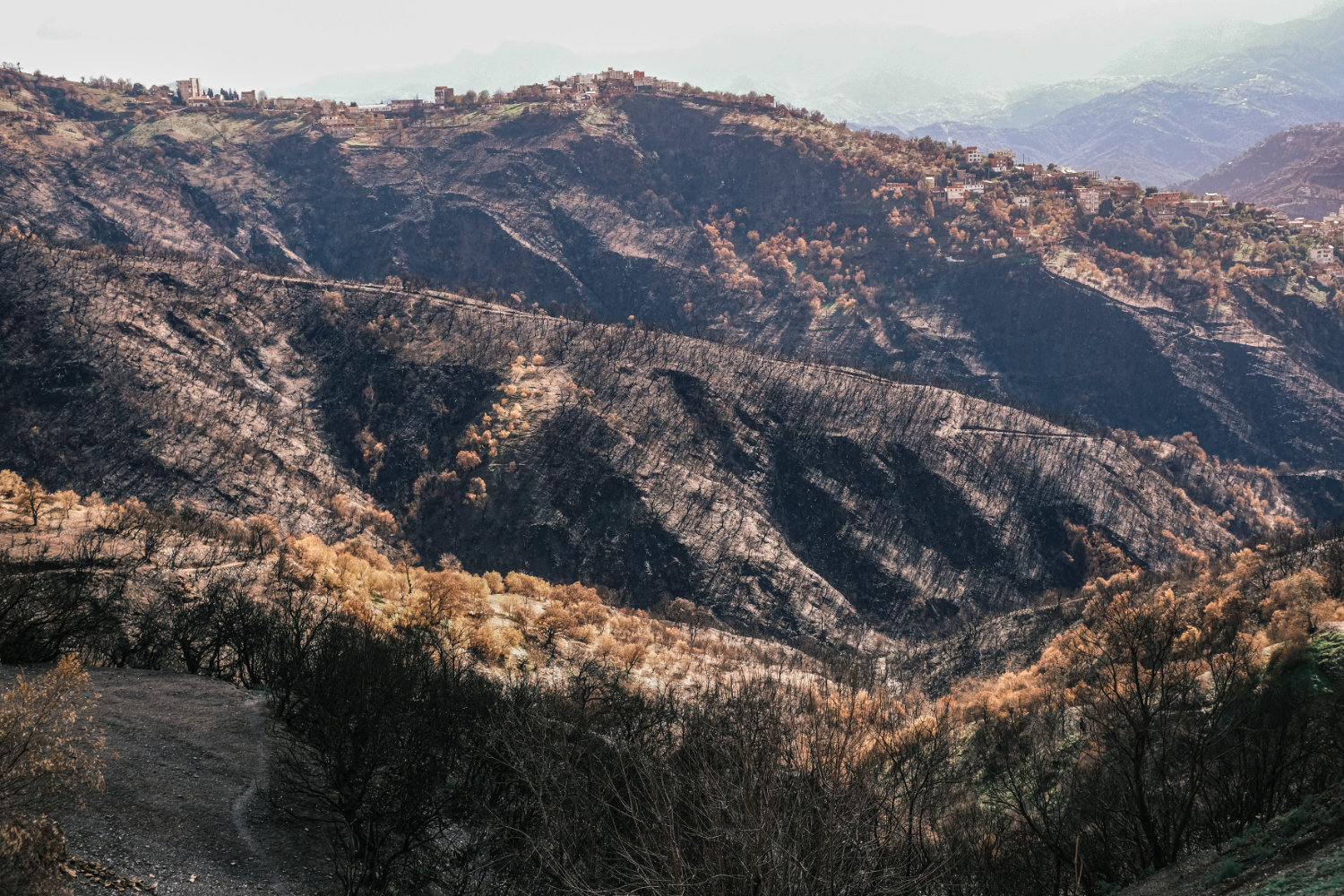 Kabylie - Trauma of the mega-fire