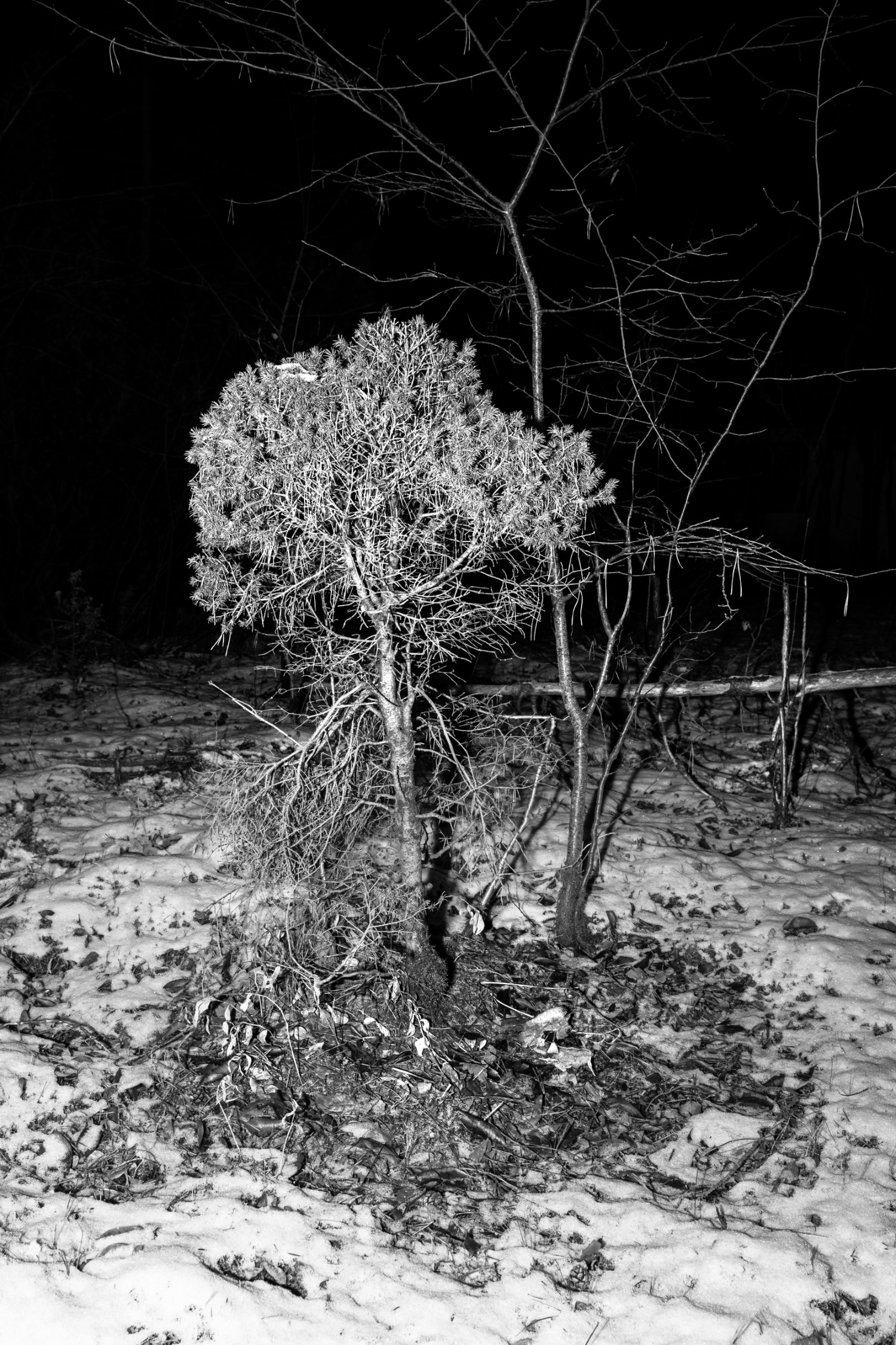 Der letzte Schnee