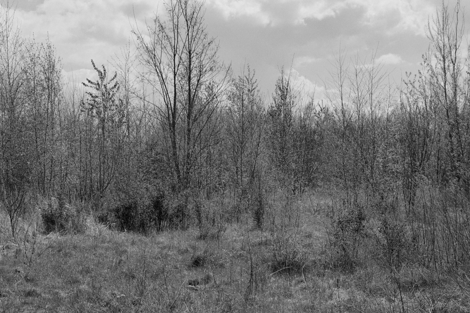 Der letzte Schnee