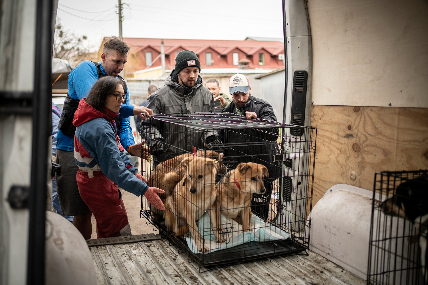 Refugee Animals
