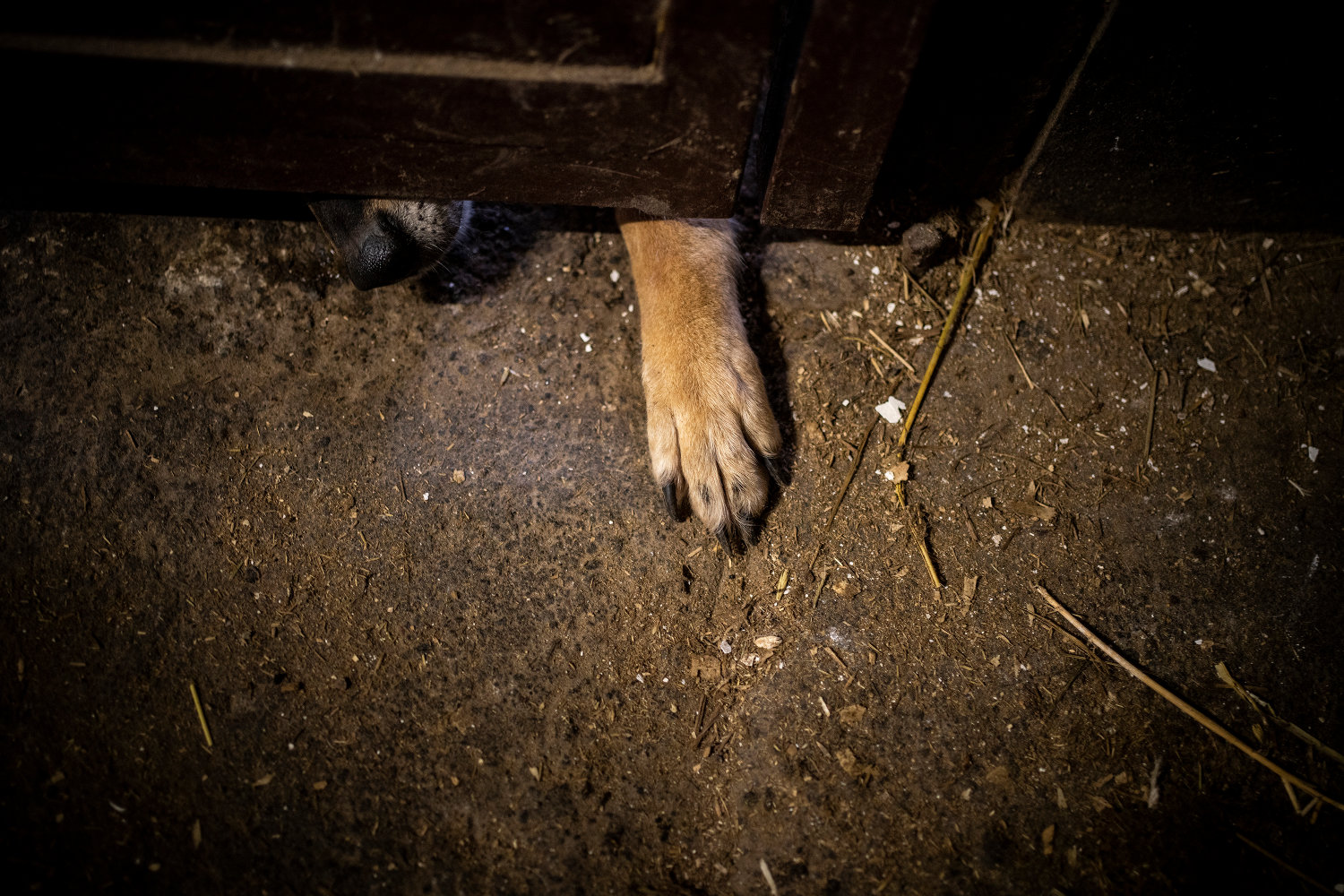 Refugee Animals