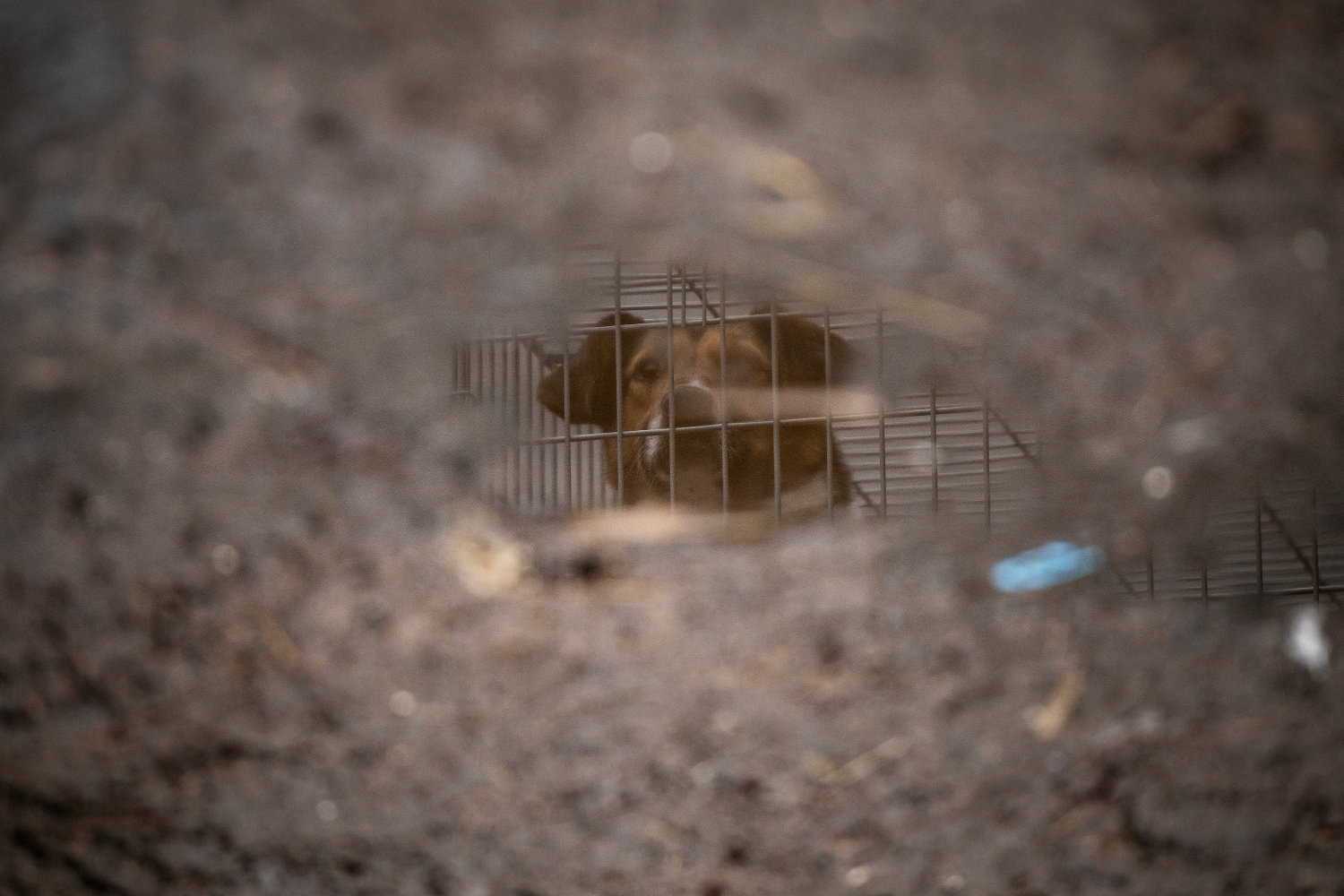 Refugee Animals