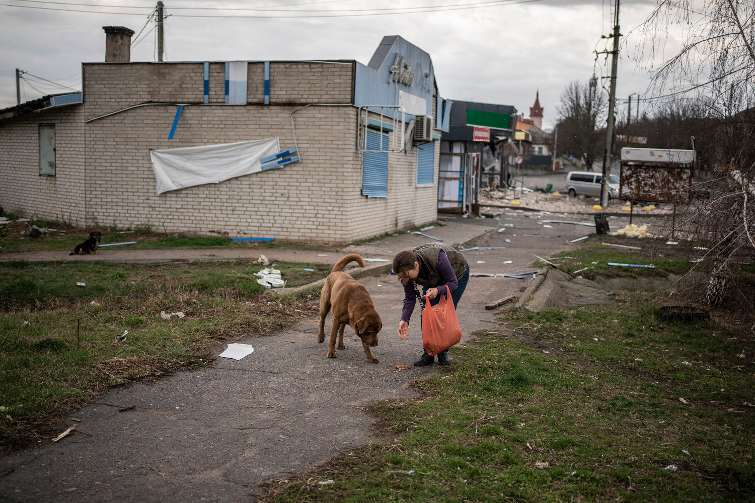 Refugee Animals