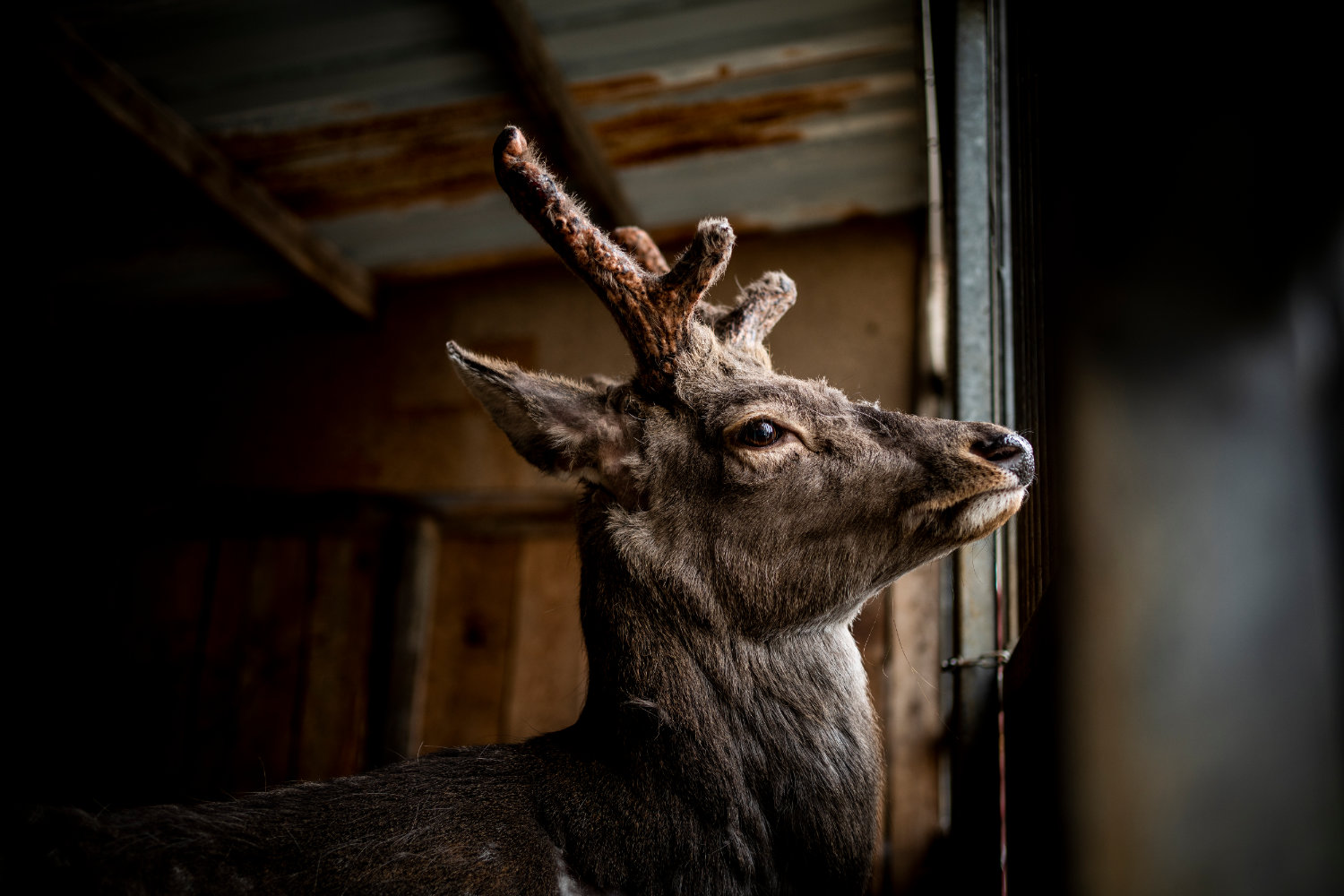 Refugee Animals