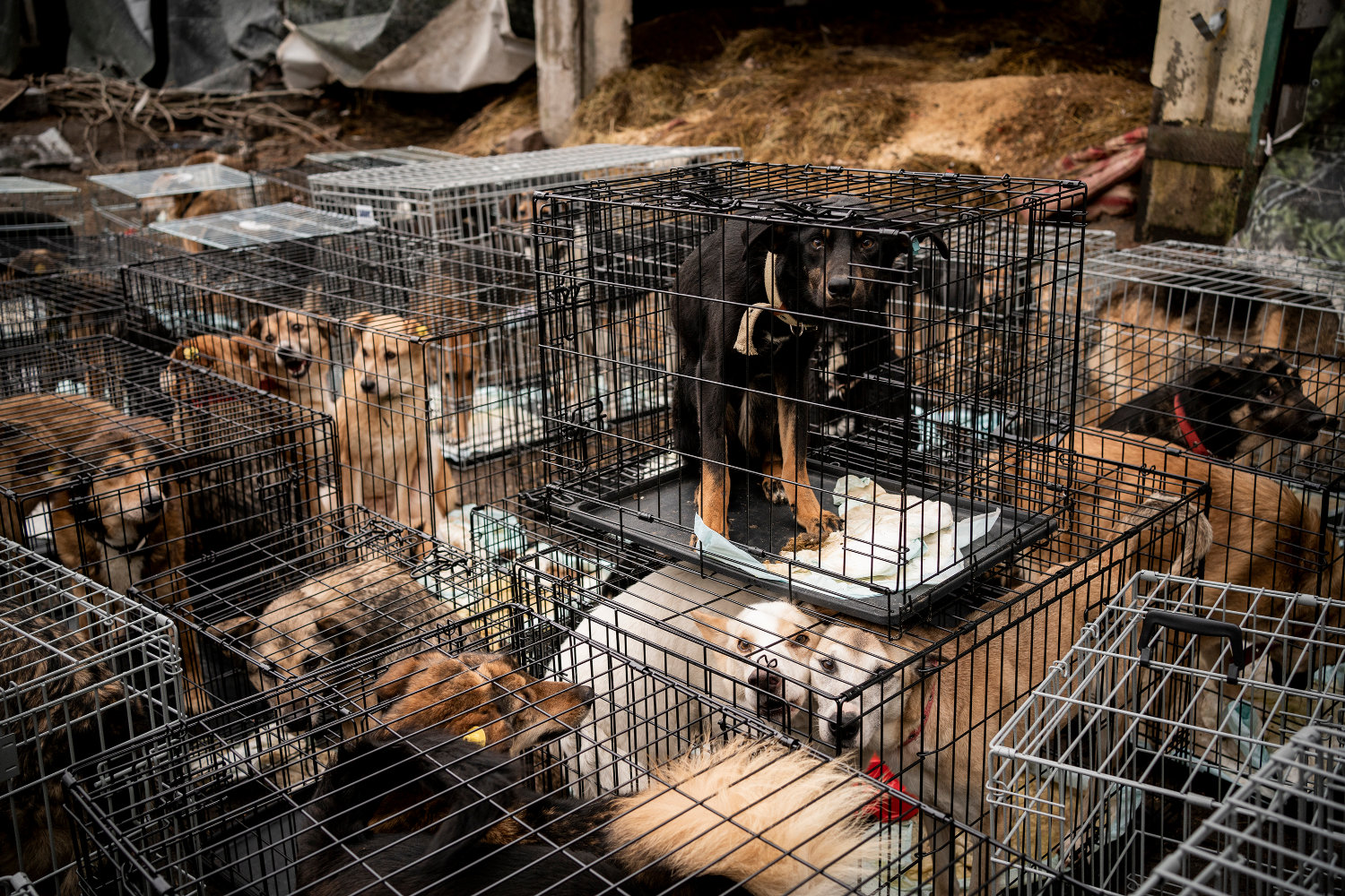 Refugee Animals