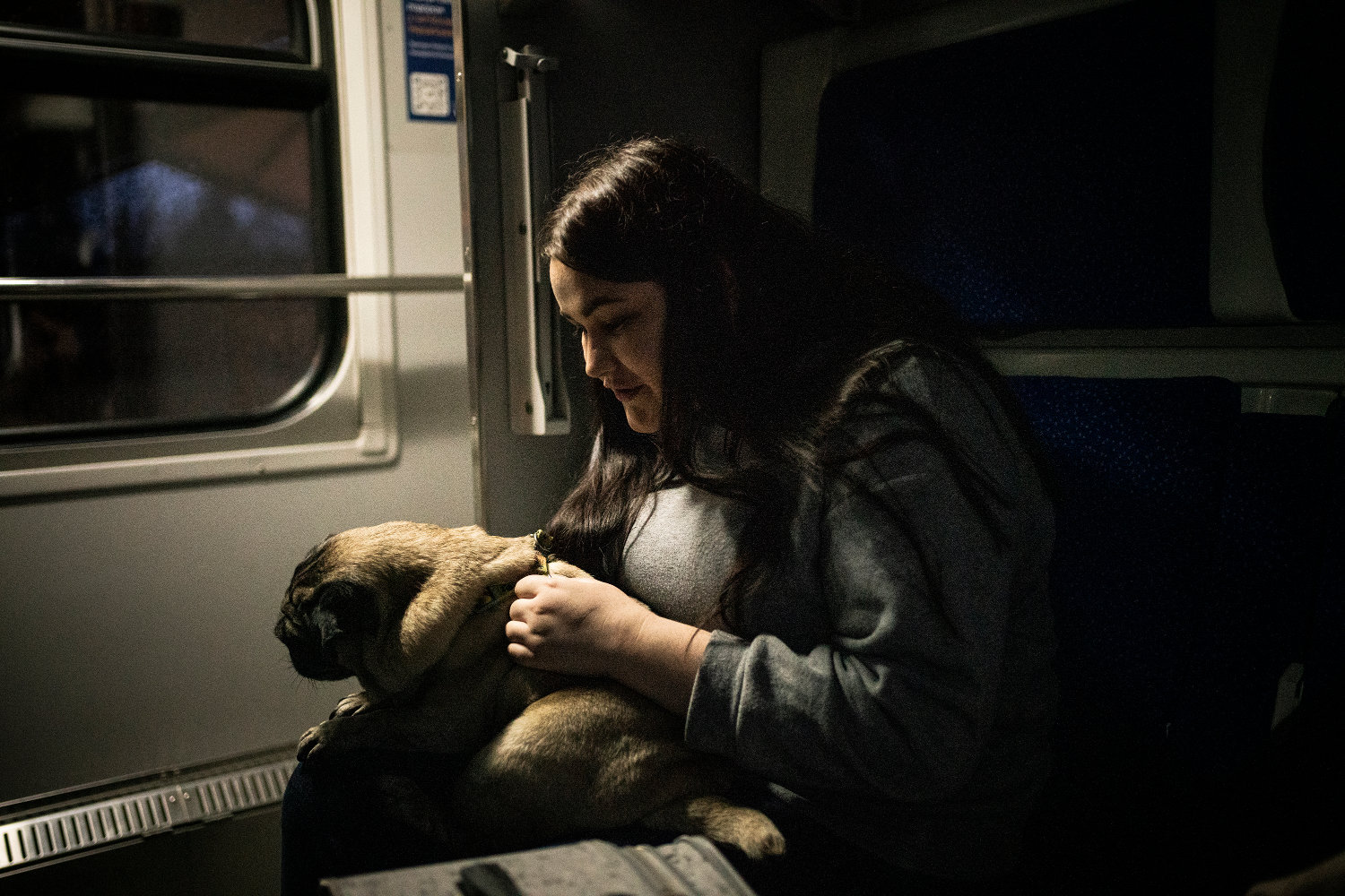 Refugee Animals