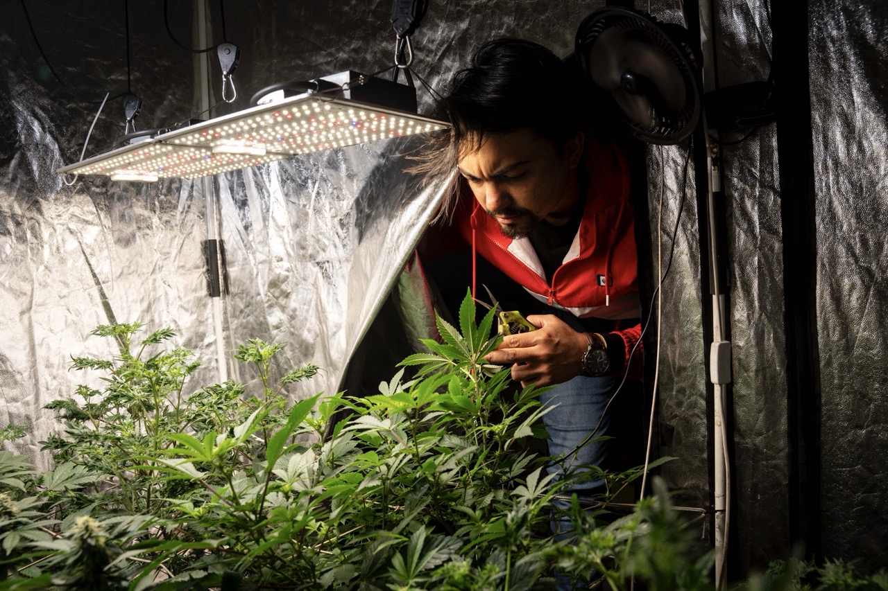 Groß (3 - Cannabicos - d2cab0c4-7d31-4e6b-995d-35e69211e3fb).jpeg