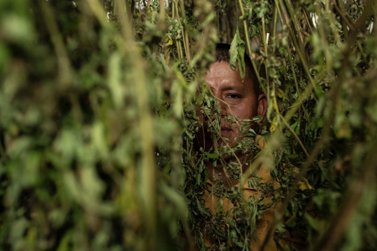 Groß (4 - Cannabicos - 11f95159-4218-41ad-9e68-98a9043dab19).jpeg