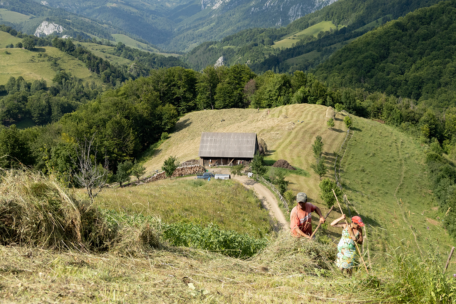 4 - Haymaking in the Apuseni Mountains - 9973f01f-3e85-48e8-95d2-3173f223bbc7.jpg