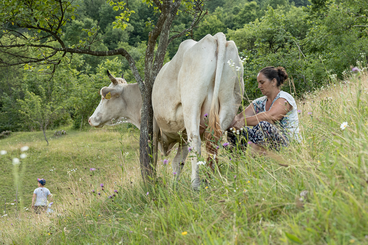 3 - Milking in the Meadow - 719b1f26-1b0a-4f64-a447-7ea37743bc1e.jpg