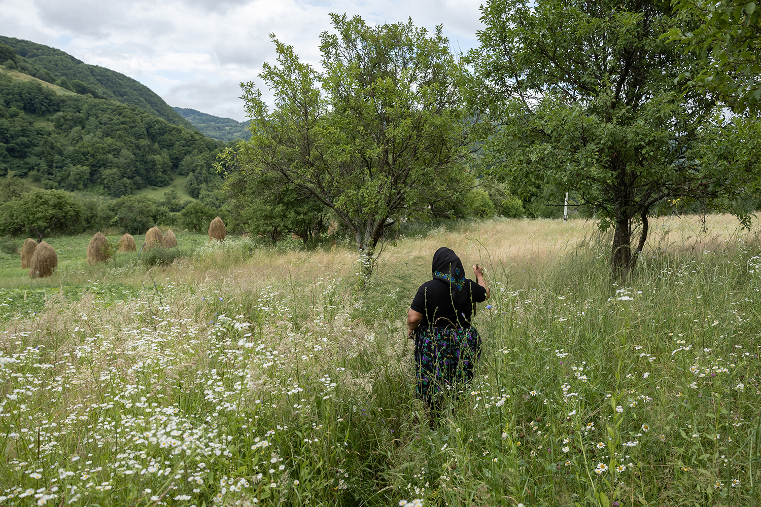 5 - Maramures Meadow - d60d2e33-aebe-4f11-b254-3e17417d6898.jpg