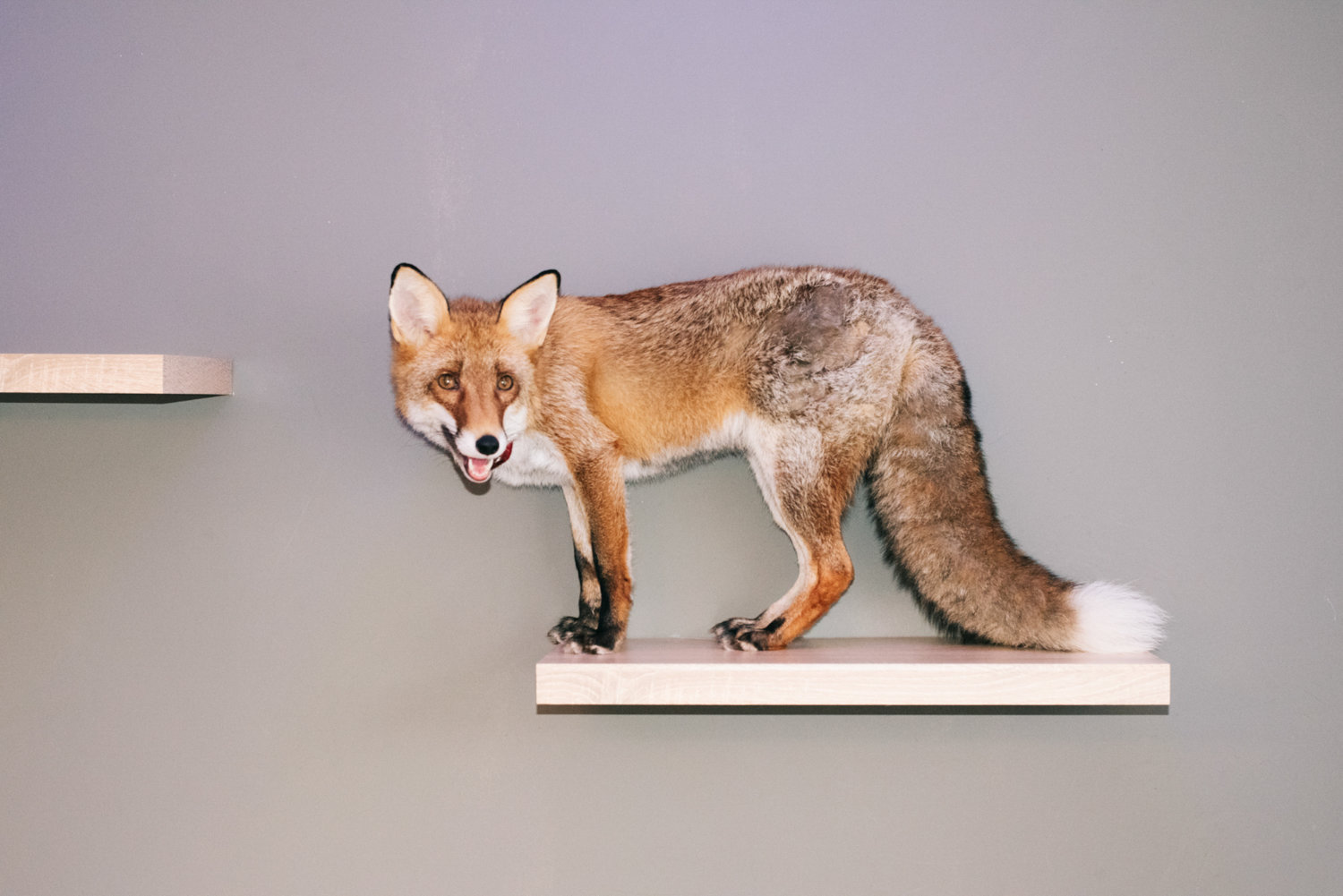 Fantastic animals
and how to pet them
