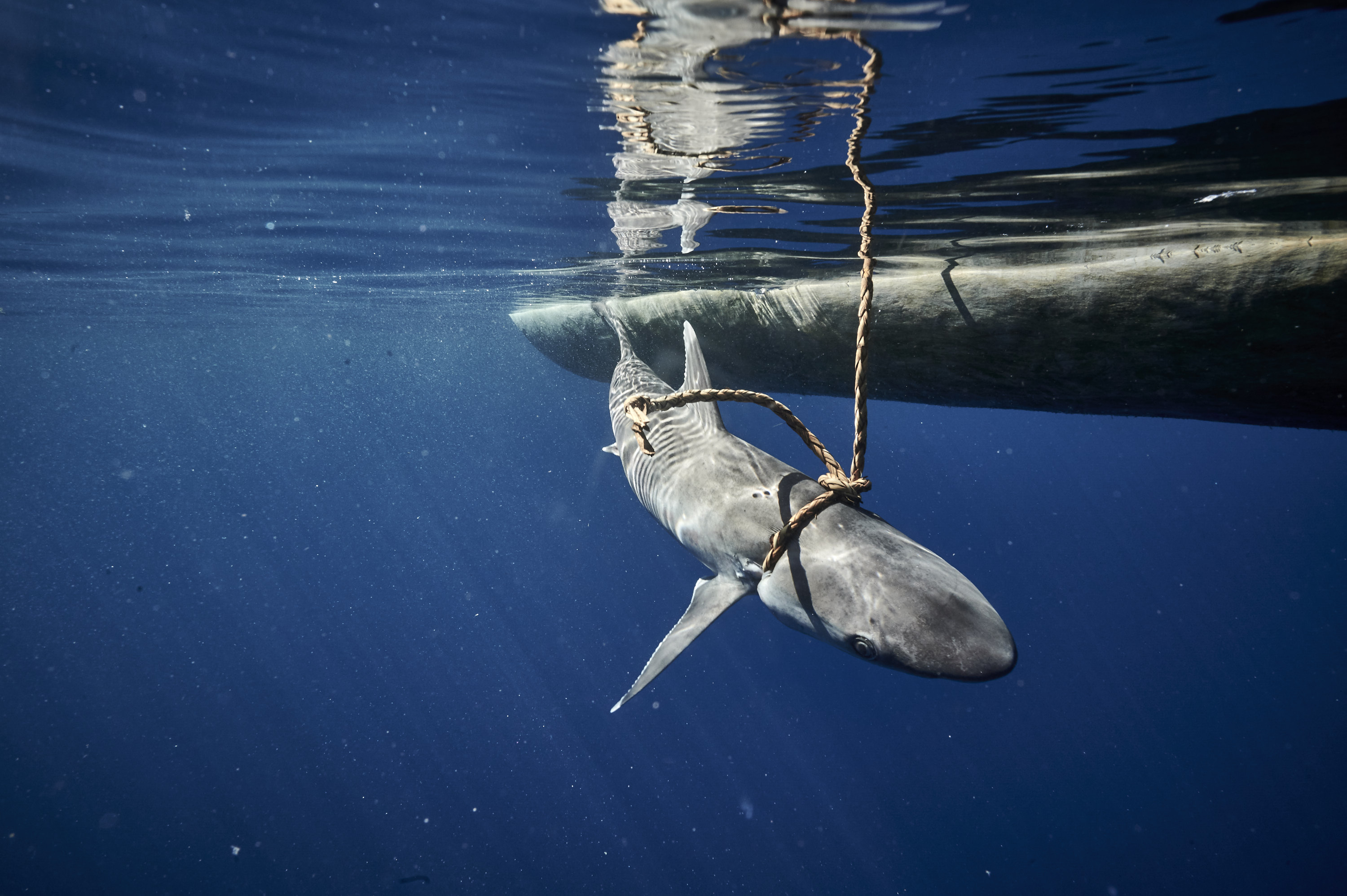 Shark Callers in Papua New Guinea Resist Deep Seabed Mining