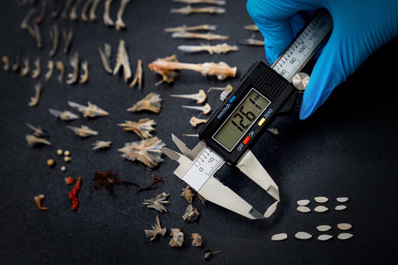 Groß (2 - Measuring Otoliths - 948e038e-eadf-4e79-a728-d5d43e88ccef).jpeg