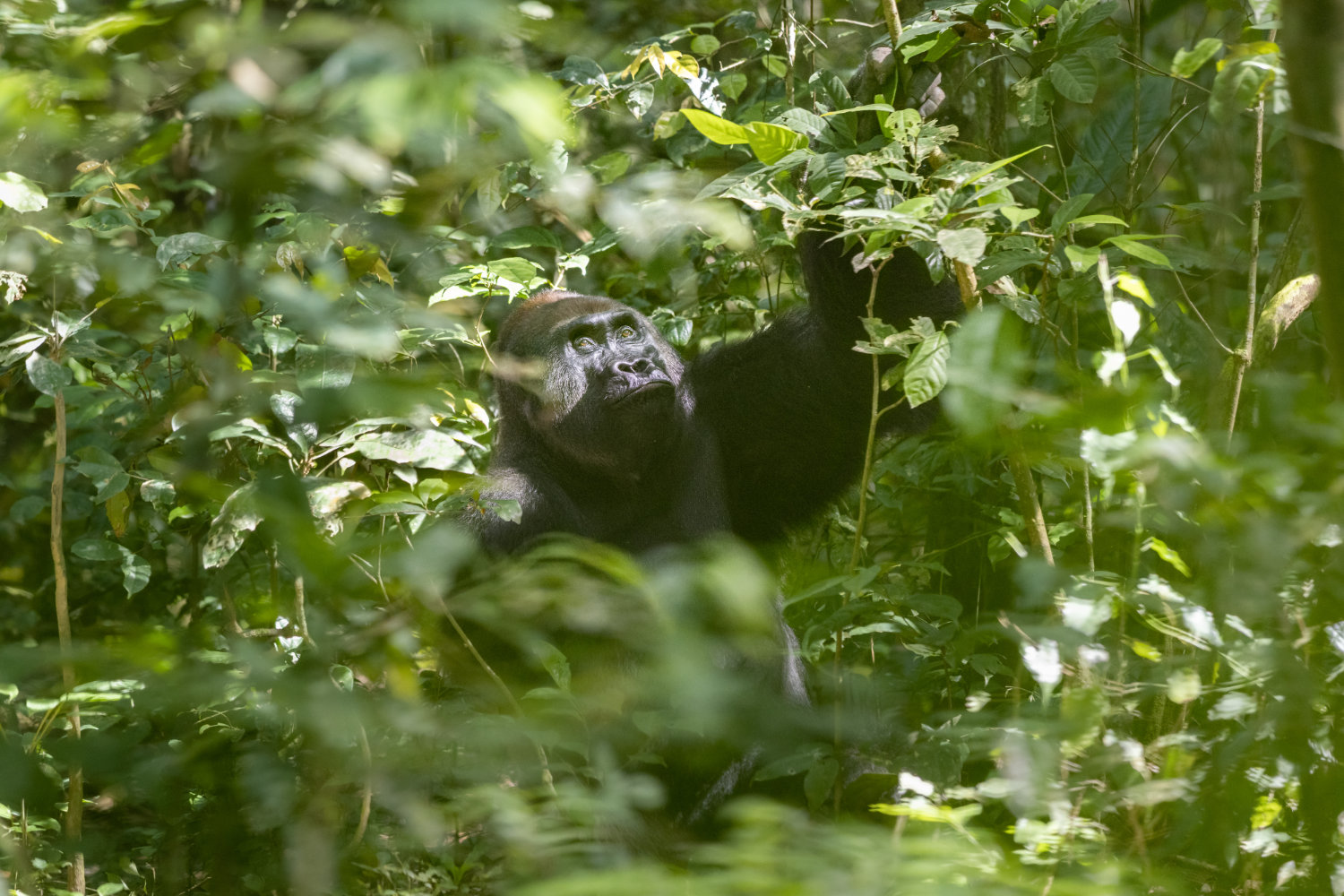 Zoonoses