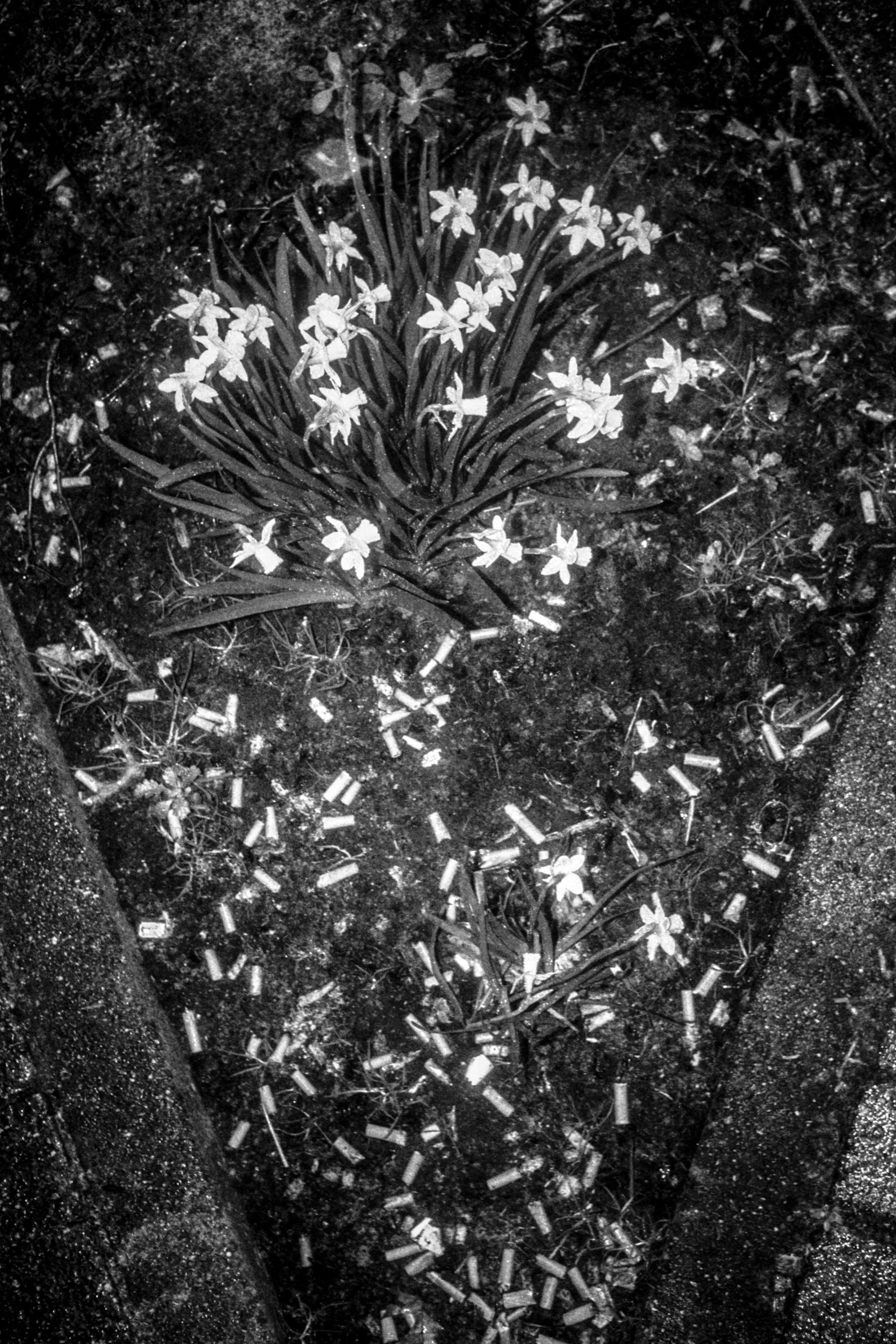 1 - IntheValley-FlowersRemain-2026 - f6db72e9-6f06-403b-97e5-e374e330a7a0.jpg