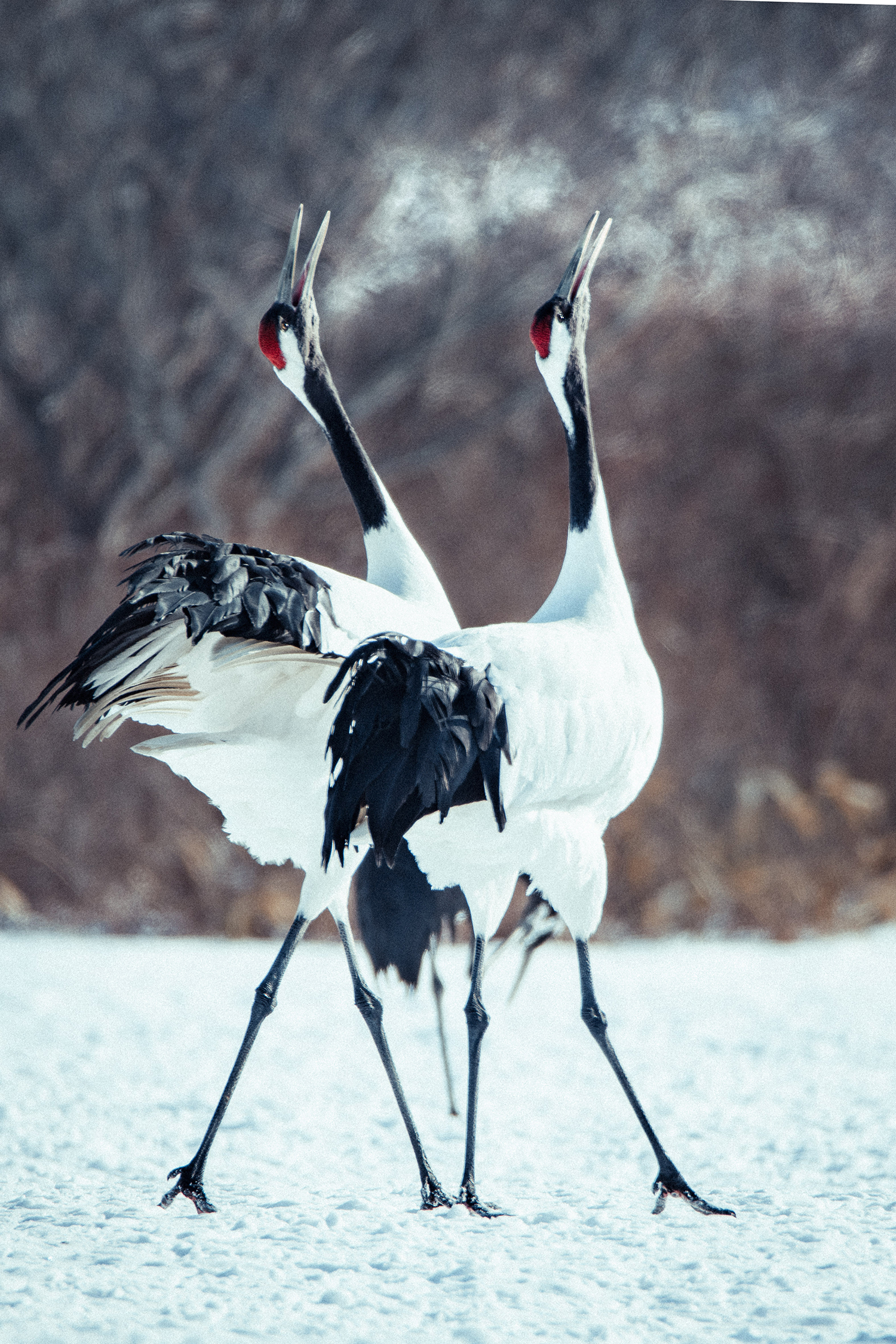 The resilience of the crow
