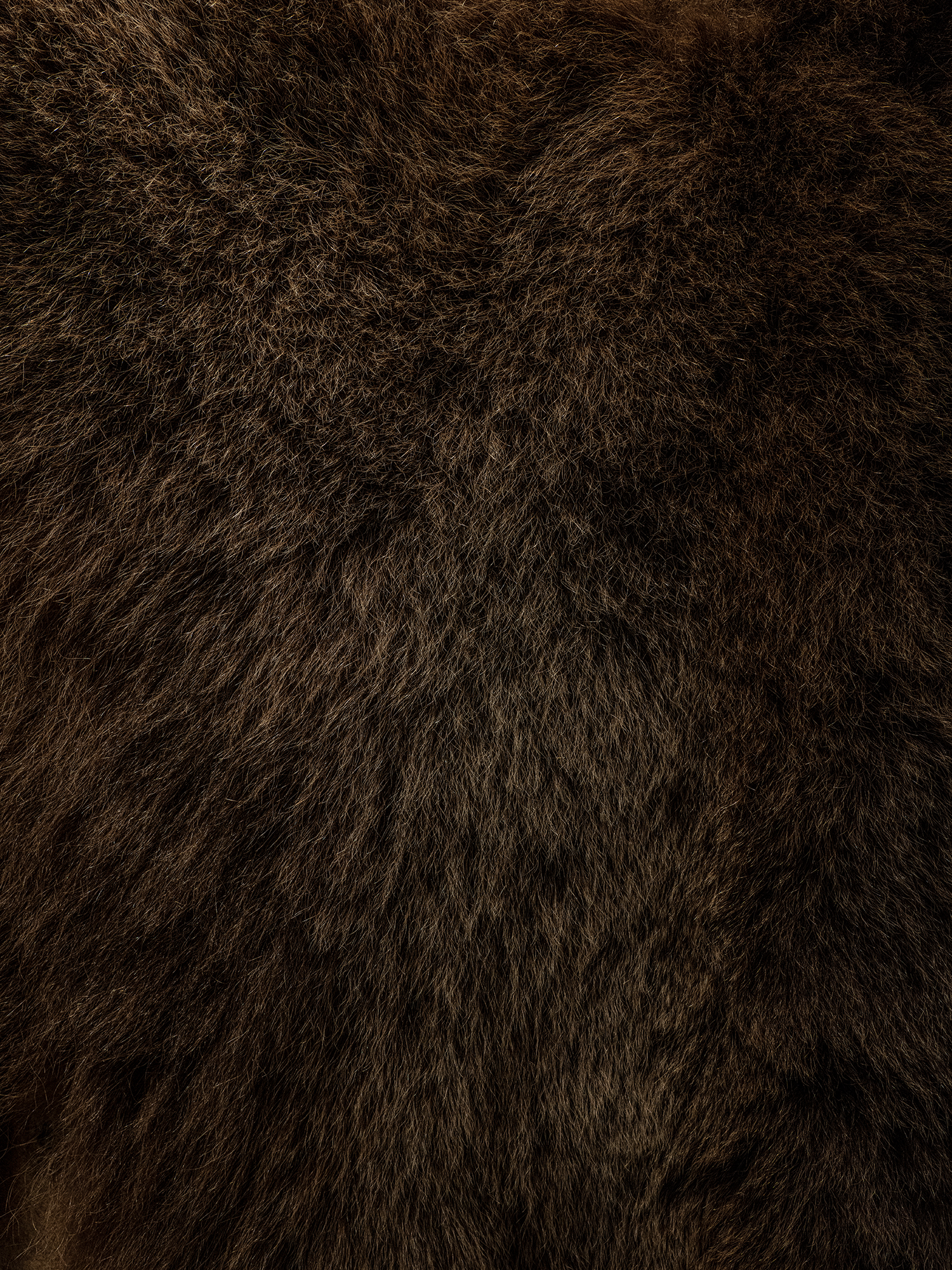1 - The skin of the bear - a46421b4-fee0-4bb5-bdfd-4fbdbf4b6b94.jpg