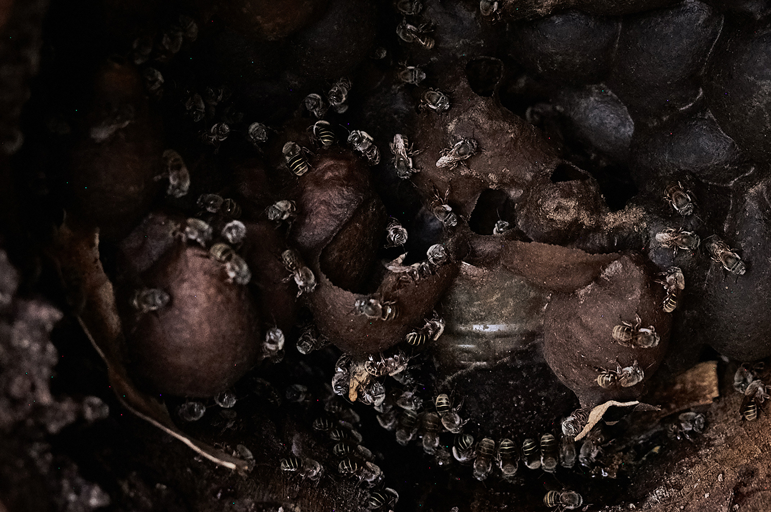 Echoes of the Hive
