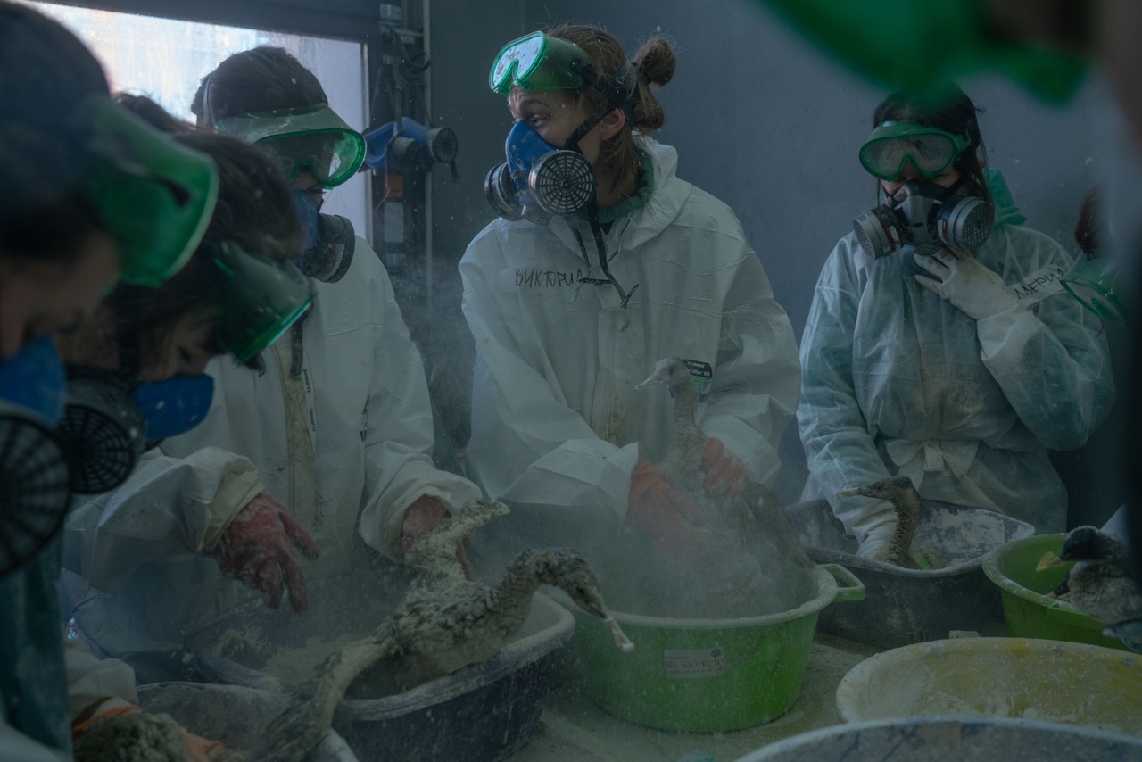 Groß (6 - Volunteers rub birds stained with fuel oil with starch- December 20- 2024- Vitya.jpeg
